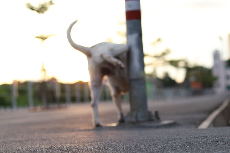 Hund Pinkelt Blut Und übergibt Sich Blut im Urin beim Hund | Wamiz